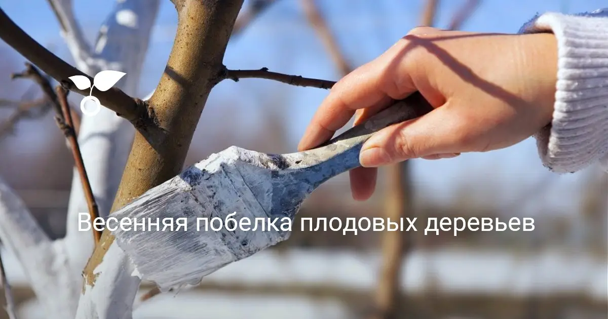 Правильная и простая побелка деревьев и кустов