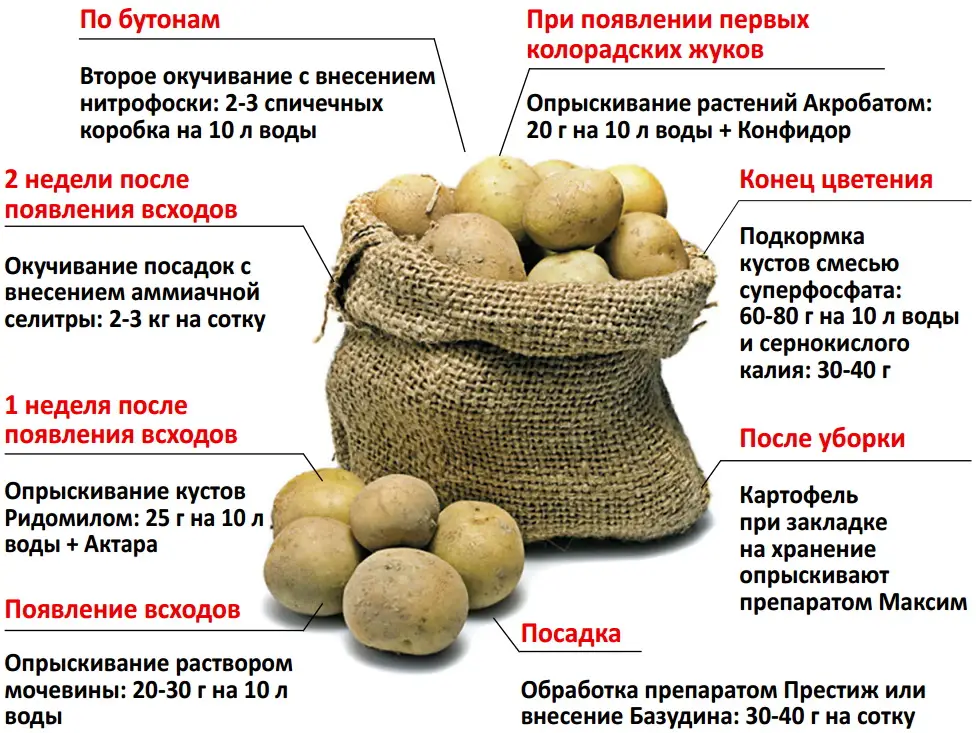 Когда травить&nbsp;колорадского&nbsp;жука