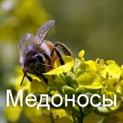 Лучшие цветы-медоносы для участка Лучшие цветы-медоносы для участка
