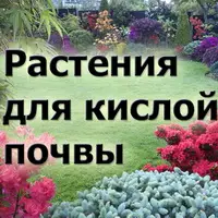 Какие растения можно выращивать на кислых почвах