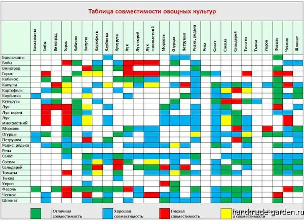 Совмещенные грядки или о том как совместить овощные культуры