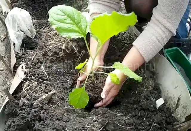 Подкормки нужны баклажанам, независимо от того, где они растут: в парнике или под открытым небом.