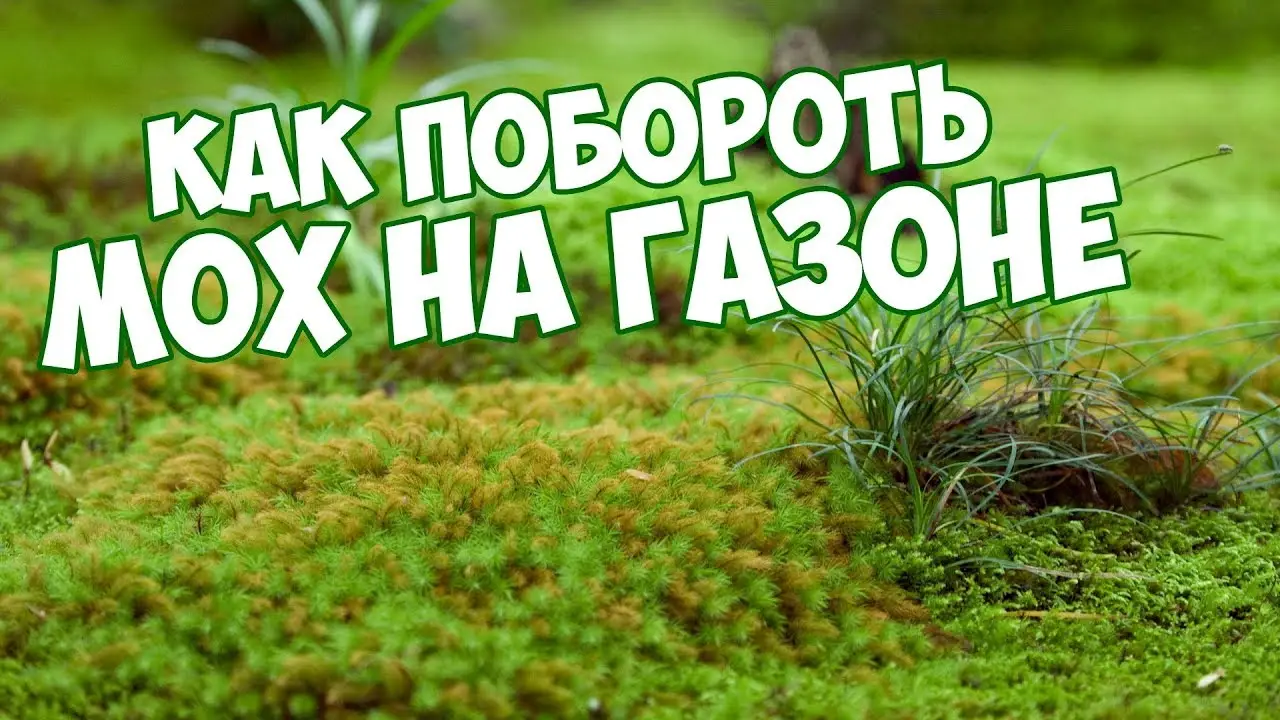 Как избавиться от мха на газоне?