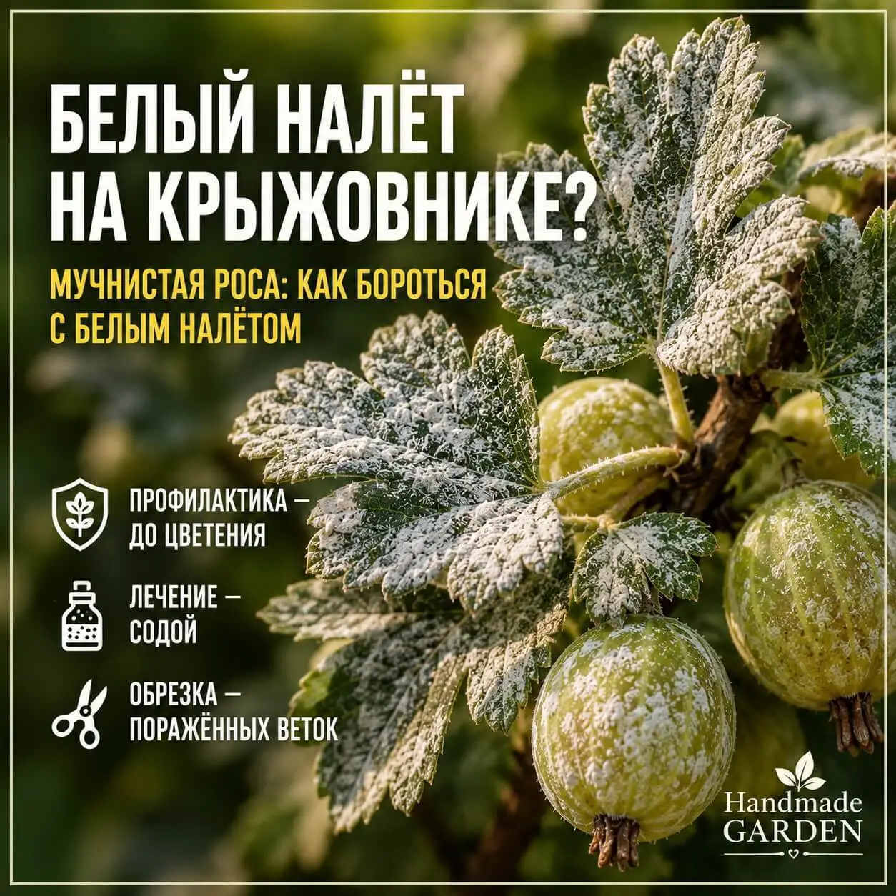 Белый налёт на крыжовнике? Это американская мучнистая роса &mdash; как лечить