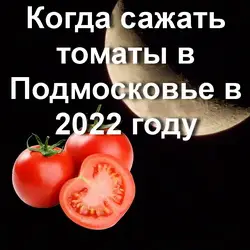 Благоприятные дни для рассады помидор