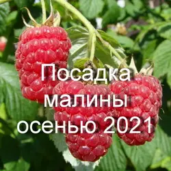 Посадка малины осенью под зиму