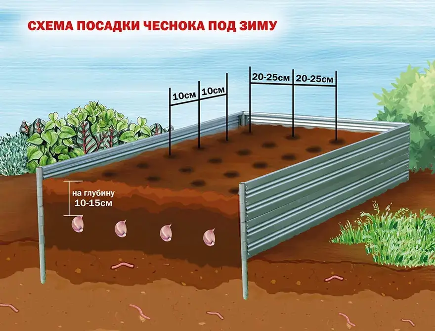 Как глубоко сажать чеснок Как глубоко сажать чеснок