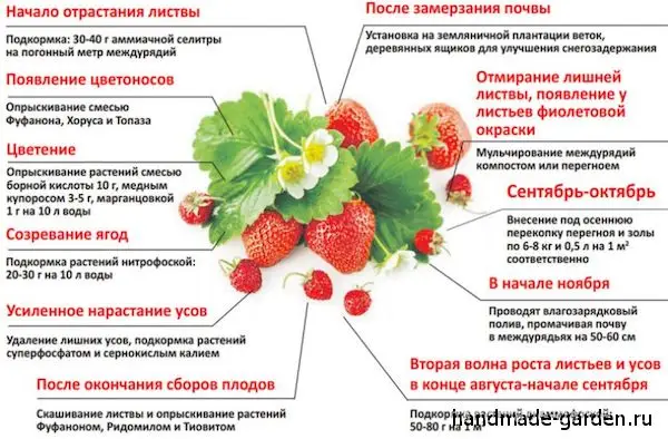 Чем и как удобрять клубнику весной