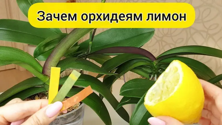 Лимонная вода для орхидей: правила приготовления