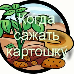 Когда следует сажать картошку по лунному календарю