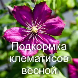 Подкормка клематисов весной