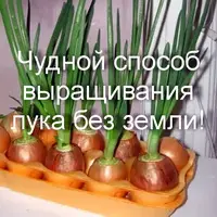 Чудной способ выращивания лука без земли!