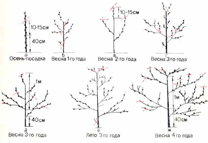 Обрезка персика летом