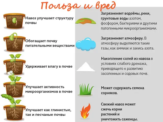 Польза и вред навоза Что делать со свежим навозом осенью