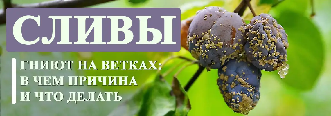 Как предотвратить гниение сливы на дереве?