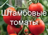 Штамбовые томаты