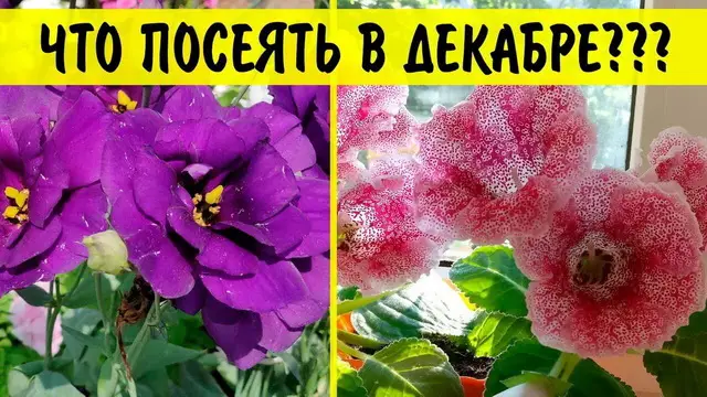 Благоприятные дни для посадки и пересадки комнатных цветов в декабре Благоприятные дни для посадки и пересадки комнатных цветов в декабре