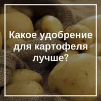 Лучшие удобрения для картофеля