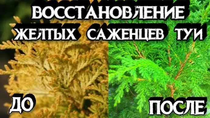 Можно ли спасти побуревшие туи? Можно ли спасти побуревшие туи?