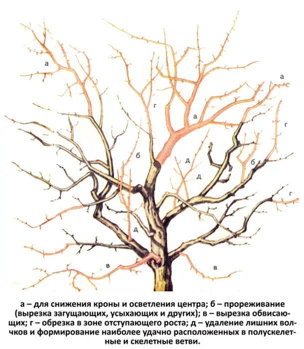 Прореживающая схема Прореживающая схема