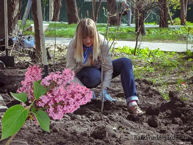 Выращивание сирени в горшке Выращивание сирени в горшке