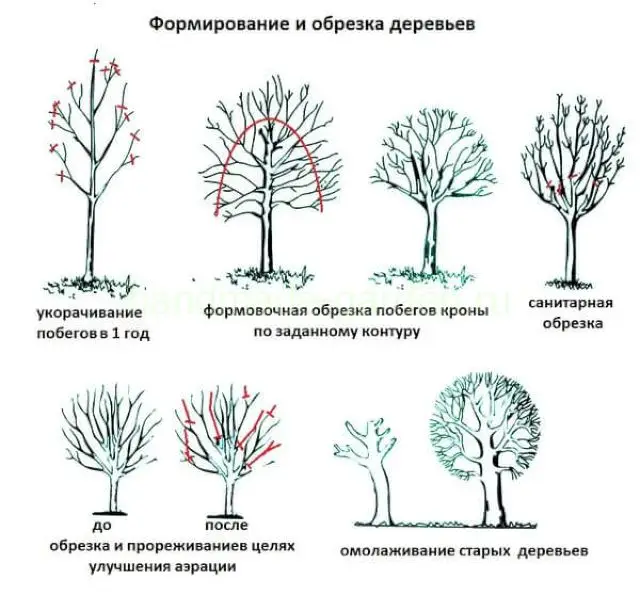 Как правильно обрезать яблоню Как правильно обрезать яблоню