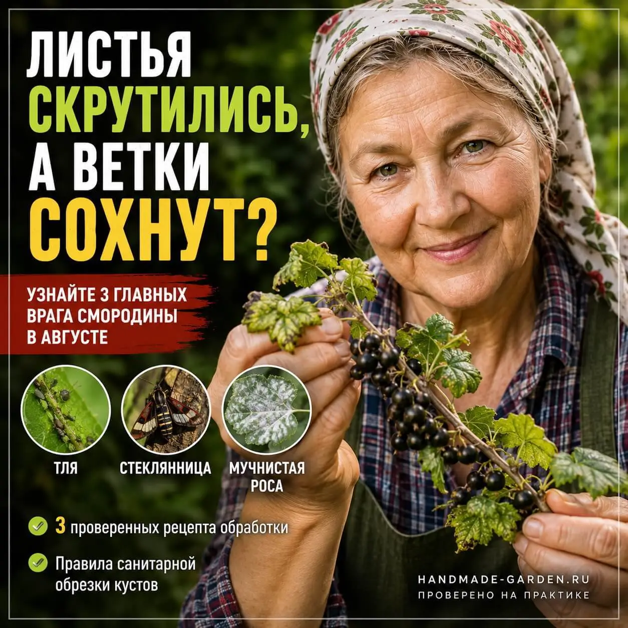 Листья скрутились, а ветки сохнут? Узнайте 3 главных врага смородины в августе