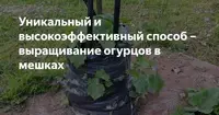 Огурцы в мешках выращивание пошагово