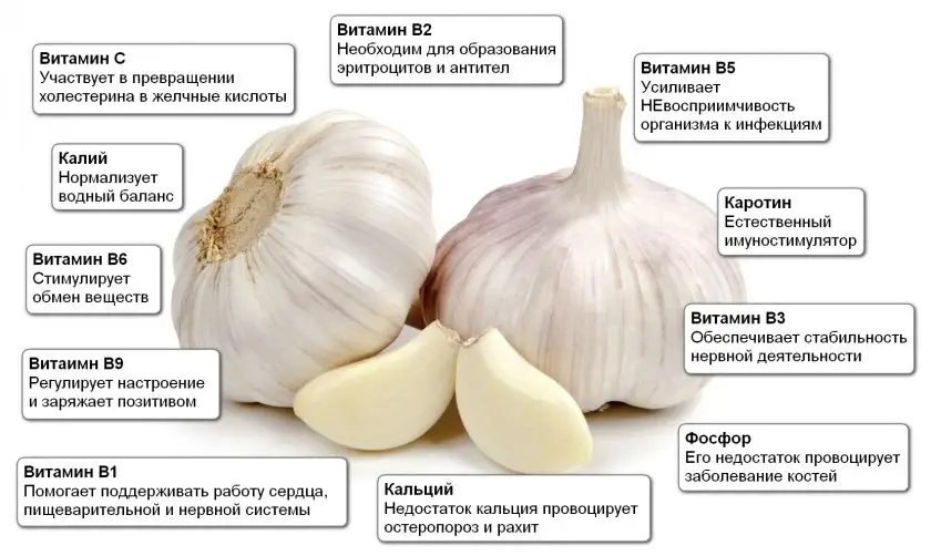 Лечебные свойства чеснока