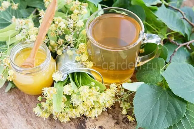 Как использовать сухие цветки липы?