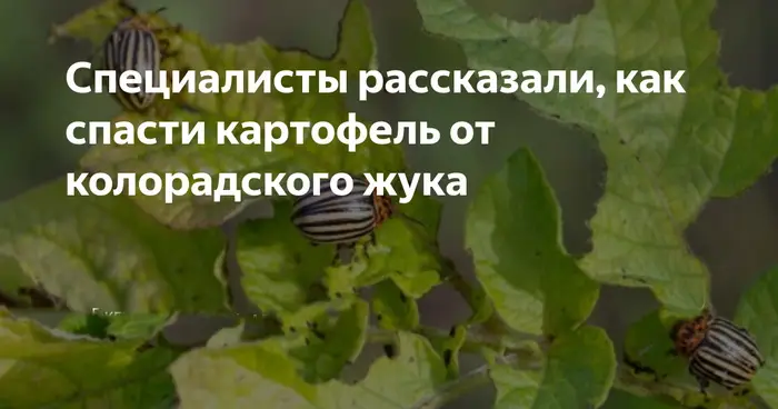 Что сажают с&nbsp;картошкой&nbsp;от&nbsp;колорадского&nbsp;жука?