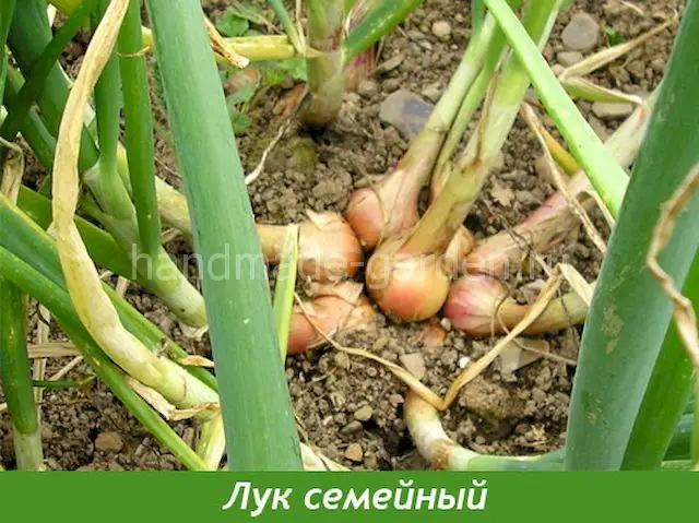 Уход за культурой