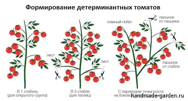 Как формировать детерминантные томаты