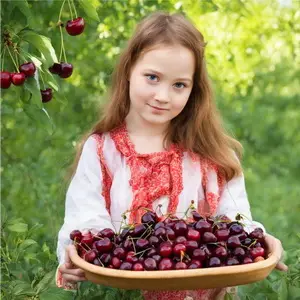 Как и когда собирать вишню Мастер-класс по сбору вишни: секреты успешного урожая