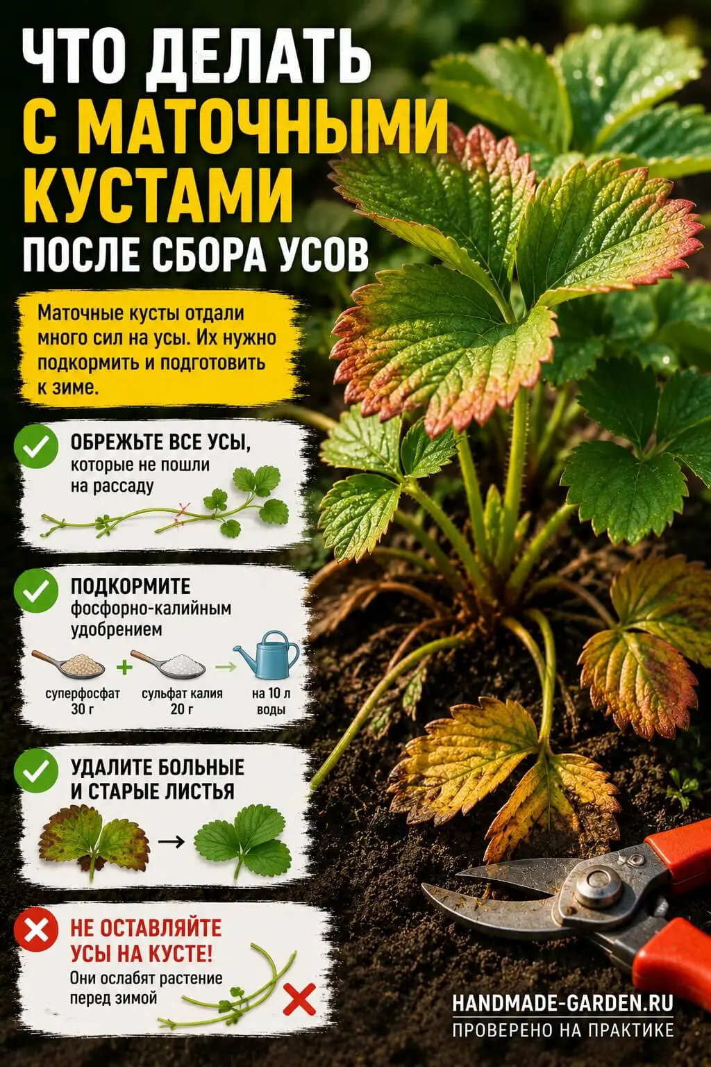 Что делать с маточными кустами после сбора усов