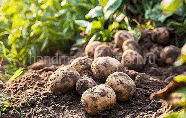 Способы посадки картофеля Способы посадки картофеля