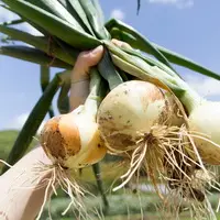 Выращивание лука