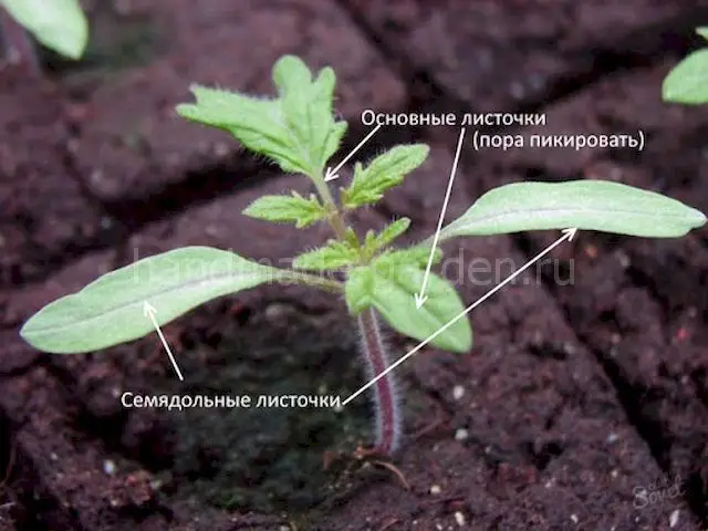 Когда пикировать томаты по лунному календарю в 2025 году