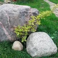 Сад камней в японском стиле