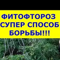 Как я предупреждаю появление фитофторы на томатах