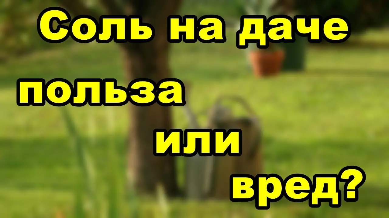 Соль на огороде - польза и вред Соль на огороде - польза и вред