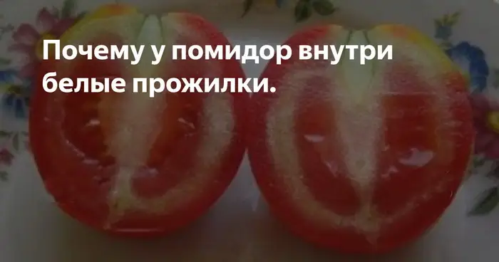 Недозревшие, волокнистые или со светлым оттенком внутри помидоры не следует употреблять в пищу Недозревшие, волокнистые или со светлым оттенком внутри помидоры не следует употреблять в пищу