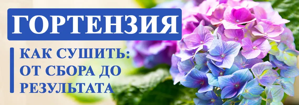 Как сушить гортензию для зимних букетов Как сушить гортензию для зимних букетов