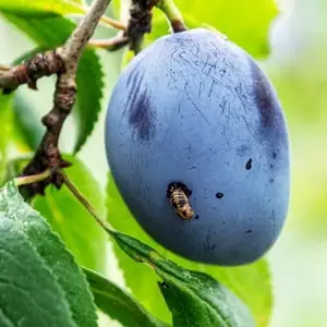 Основные вредители сливы