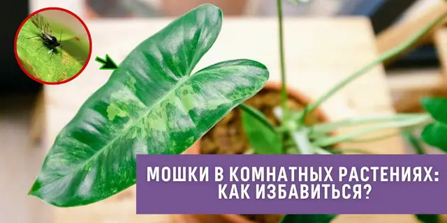 Причины появления цветочной мошки