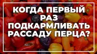 Когда подкармливать рассаду перца и чем удобрить