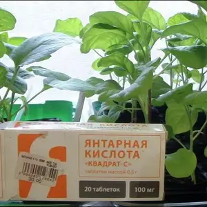 Янтарная кислота для овощей: как повысить урожай помидоров, огурцов и перцев