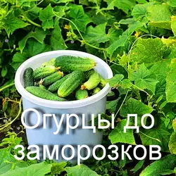 Как ухаживать за огурцами в августе