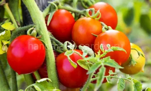 Внекорневые подкормки Внекорневые подкормки