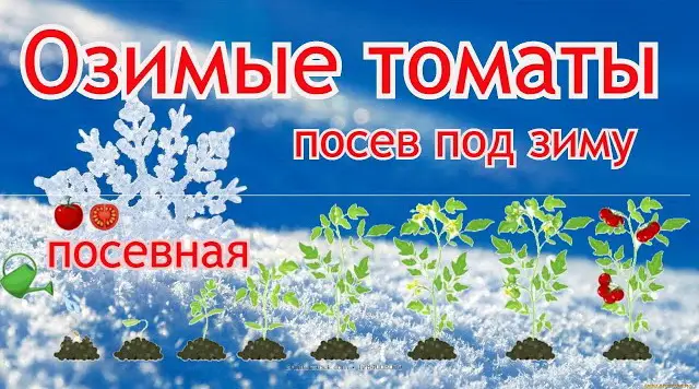 Как посеять озимые томаты
